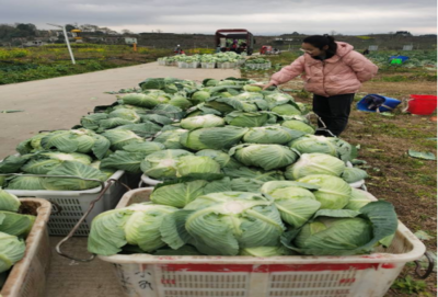食用農(nóng)產(chǎn)品零售市場新觀察 品質(zhì)、渠道與消費趨勢的嬗變